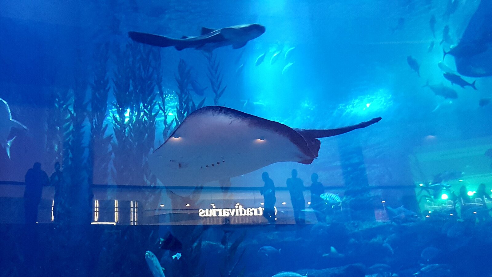 Аквариум Dubai Mall, 2018 год