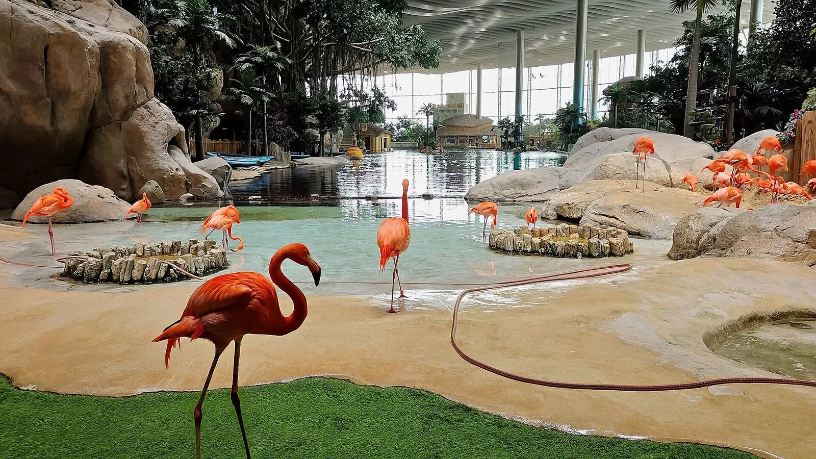 Фламинго в SeaWorld Yas Island