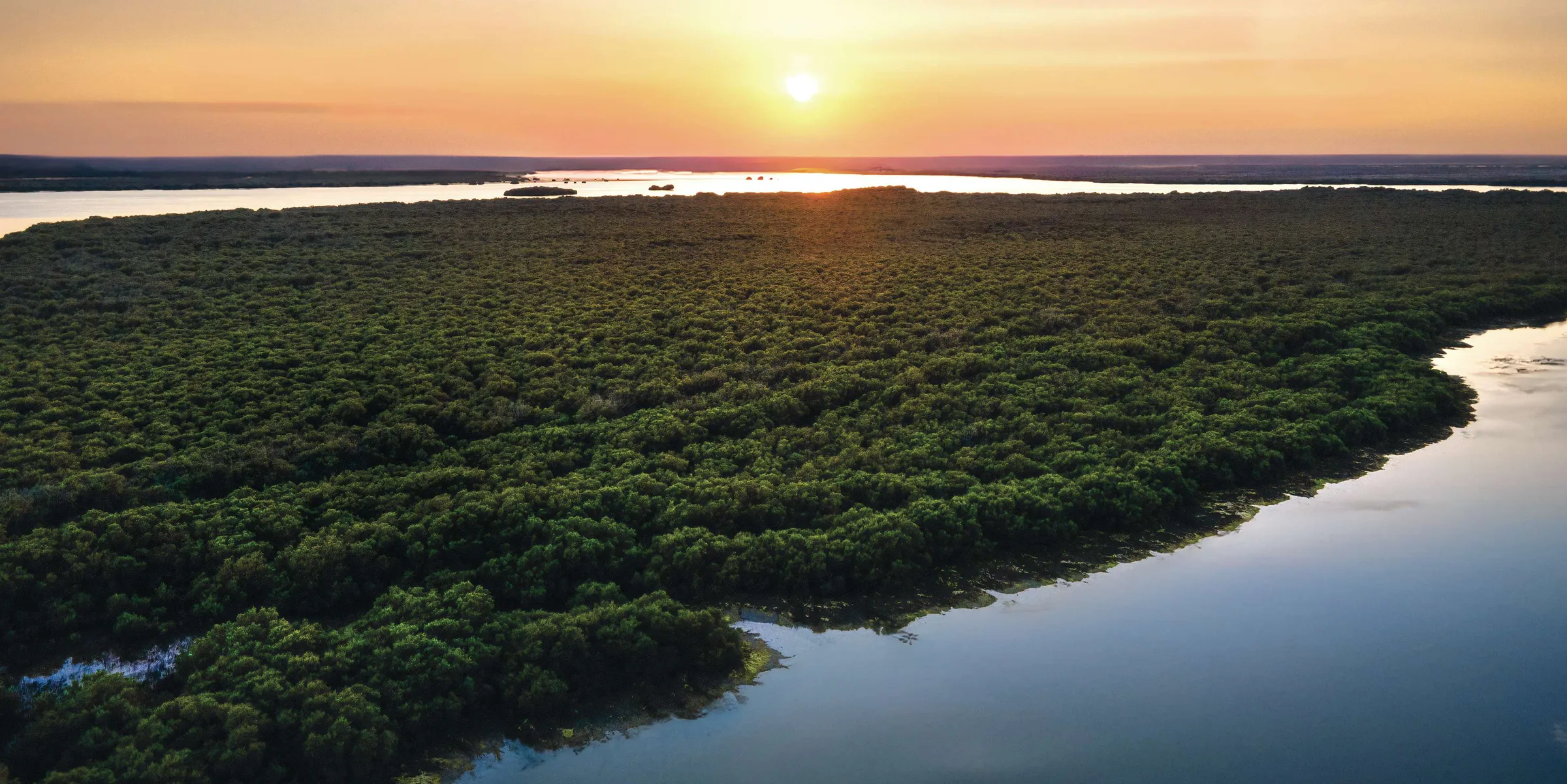 Мангровые заросли у воды на закате